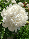 Peony Roots Duchesse de Nemours