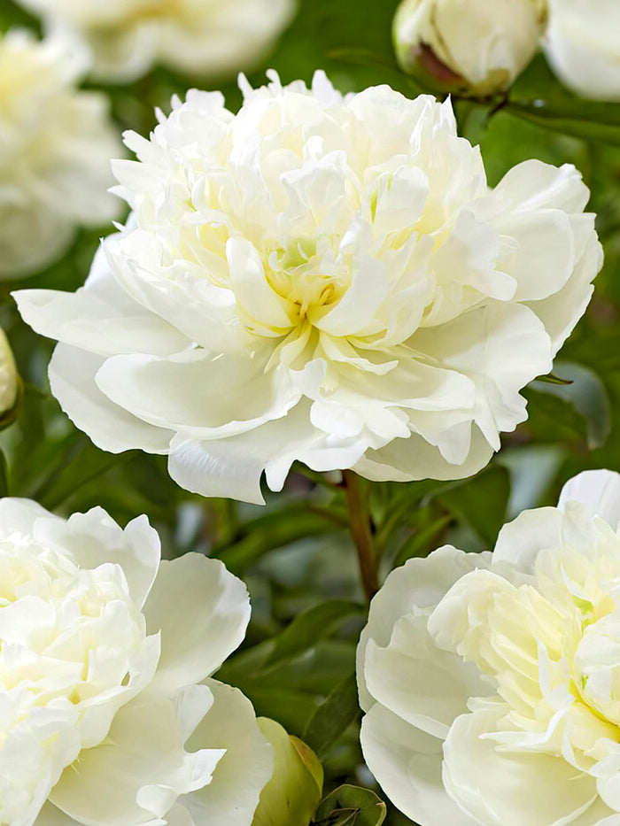 Peony Roots Duchesse de Nemours