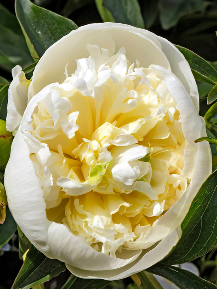 Peony Roots Duchesse de Nemours