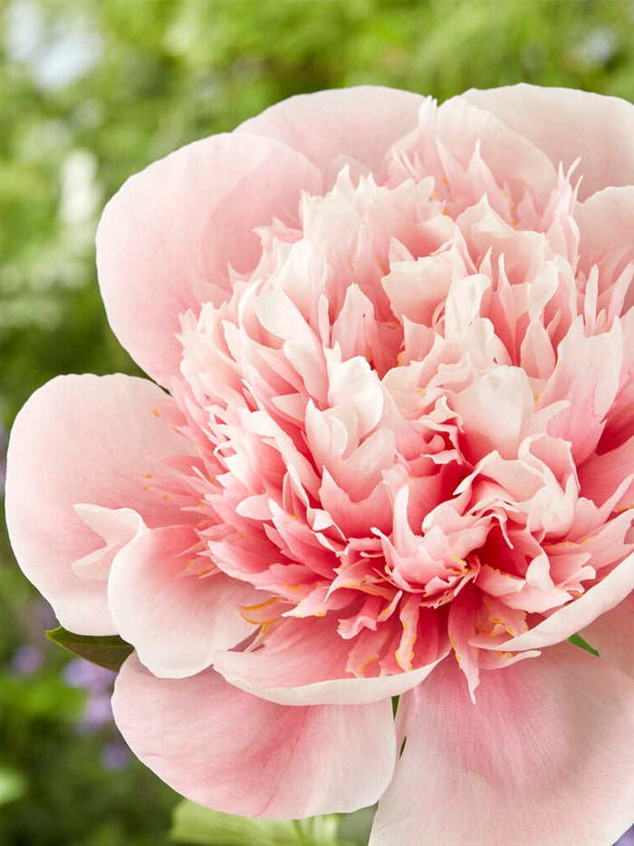 Peony Etched Salmon close up