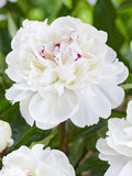 Peony roots Festiva Maxima