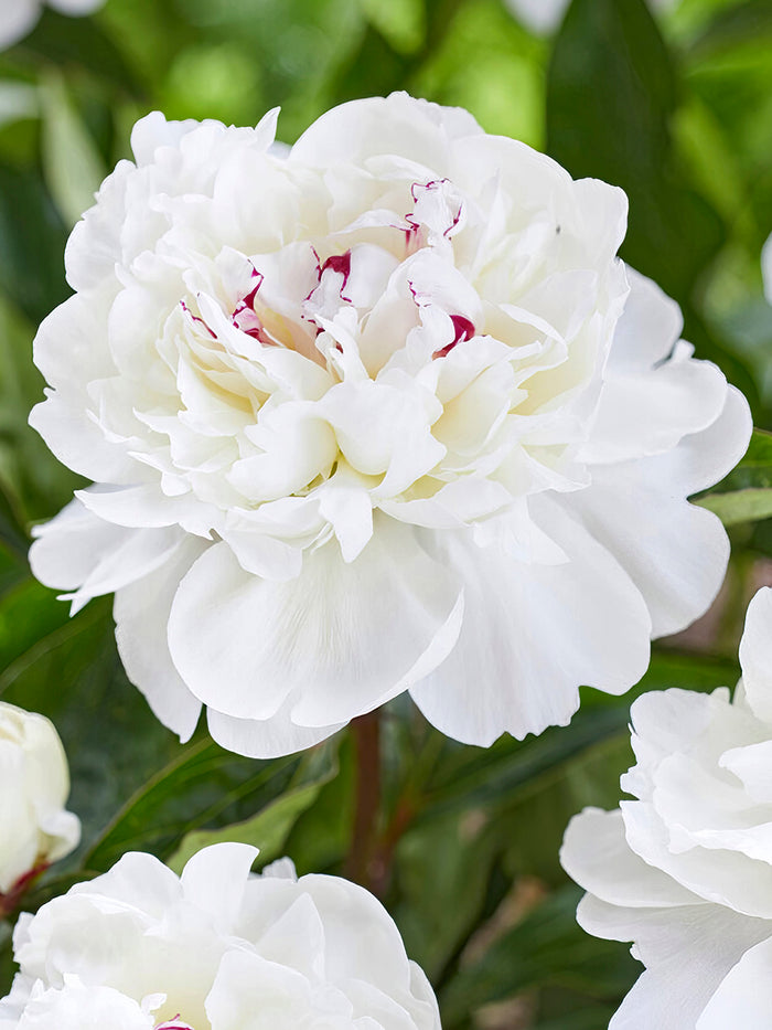 Peony roots Festiva Maxima