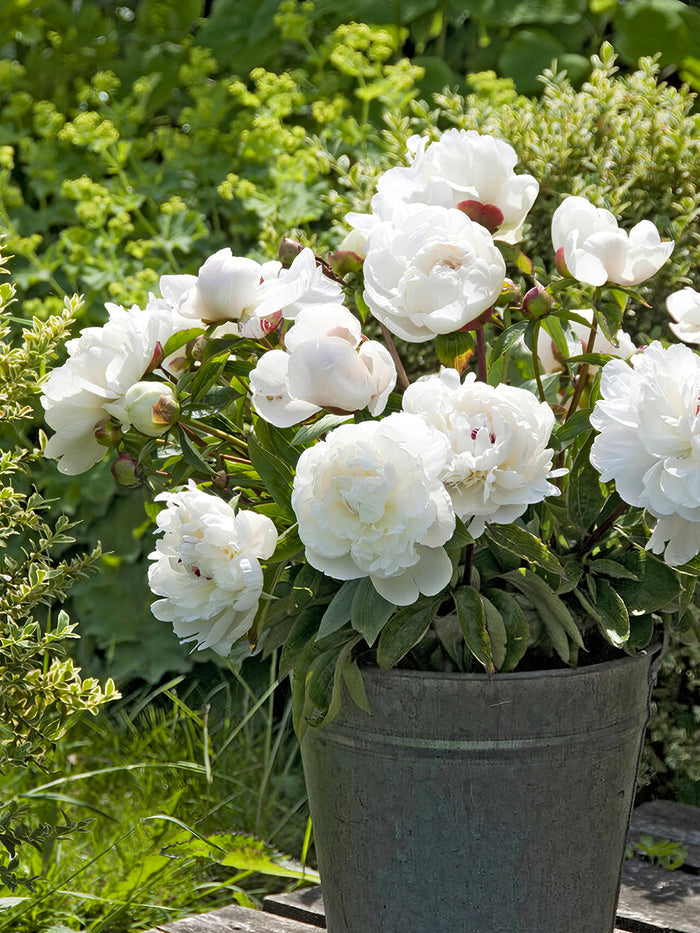 Peony Festiva Maxima in pot