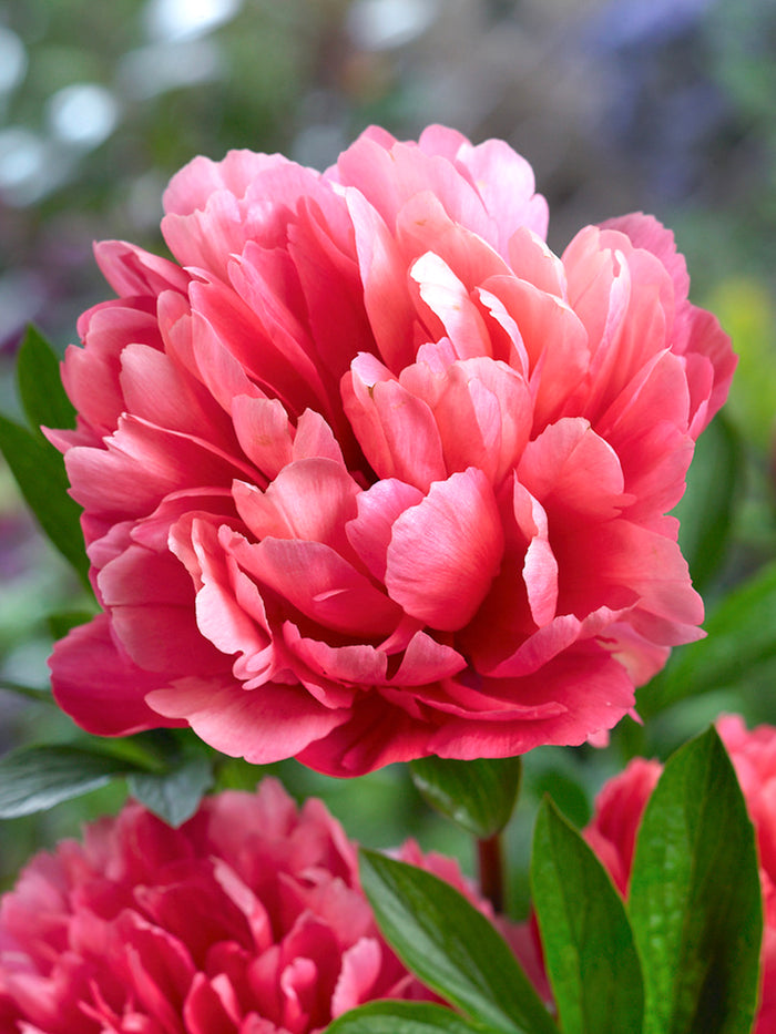 Peony Lorelei
