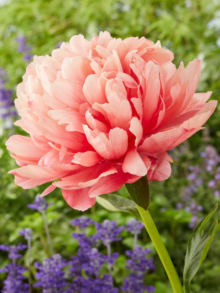 Peony Lorelei roots