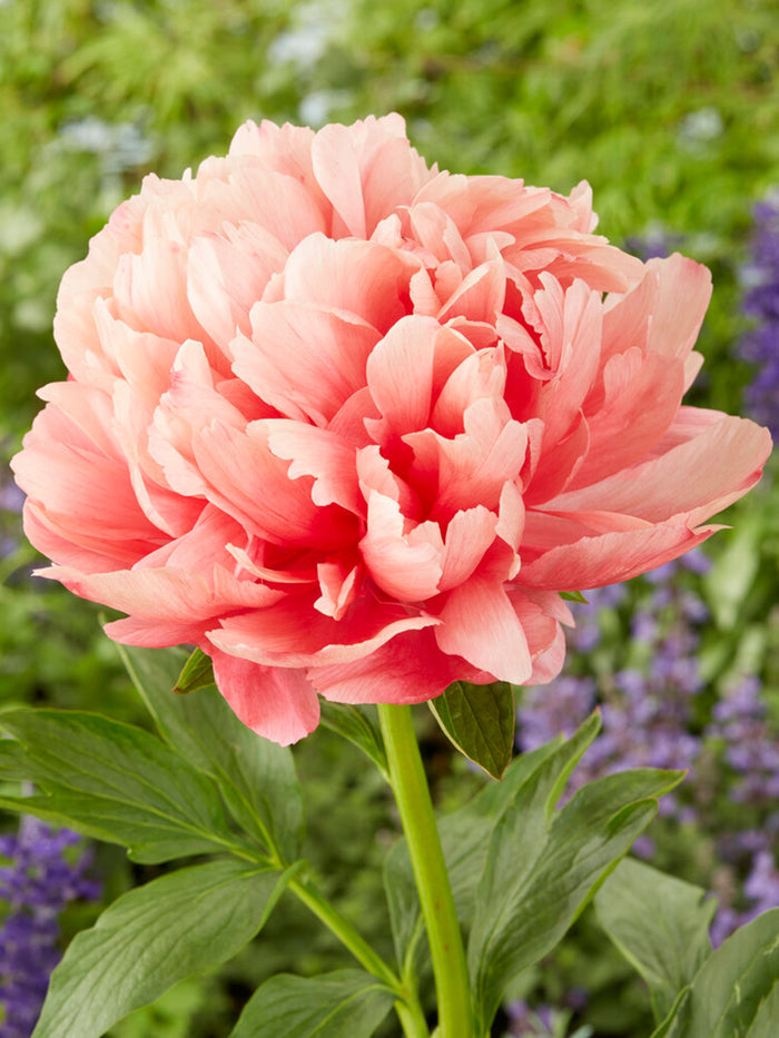 Peony Lorelei flower