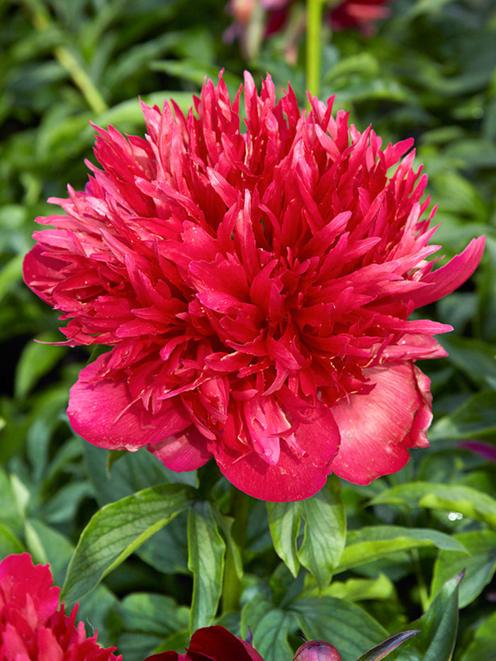Peony Many Happy Returns