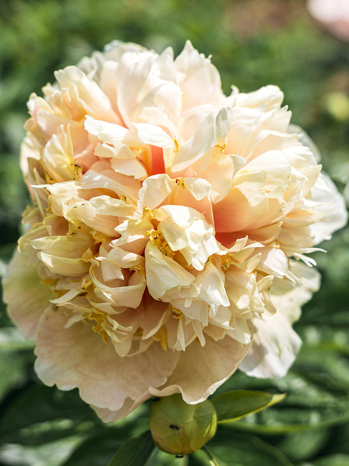 Peony Quitzin