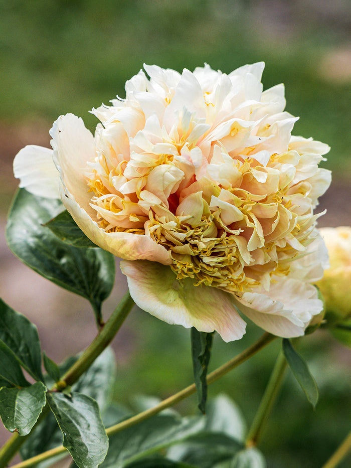 Peony Quitzin