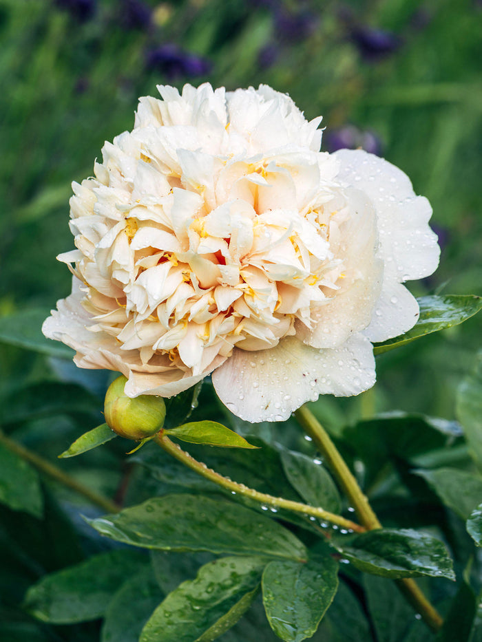 Peony Quitzin