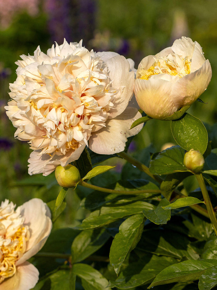 Peony Quitzin