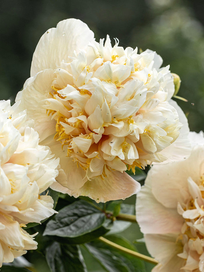 Peony Quitzin