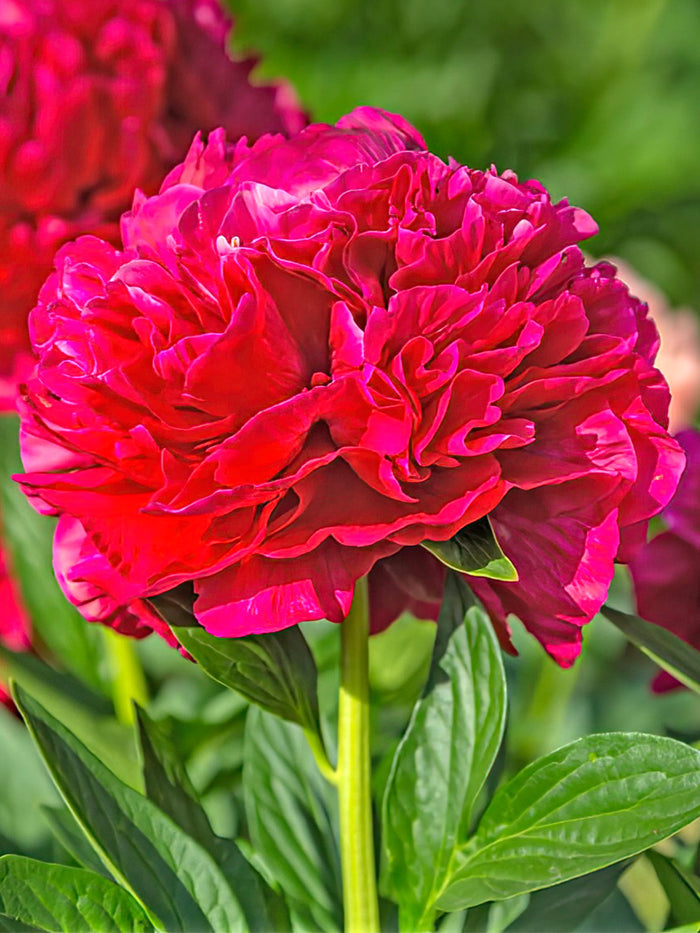Peony Red Charm flower