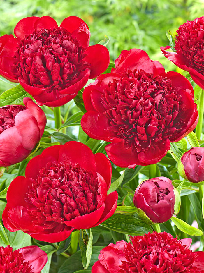 Peony Red Charm group