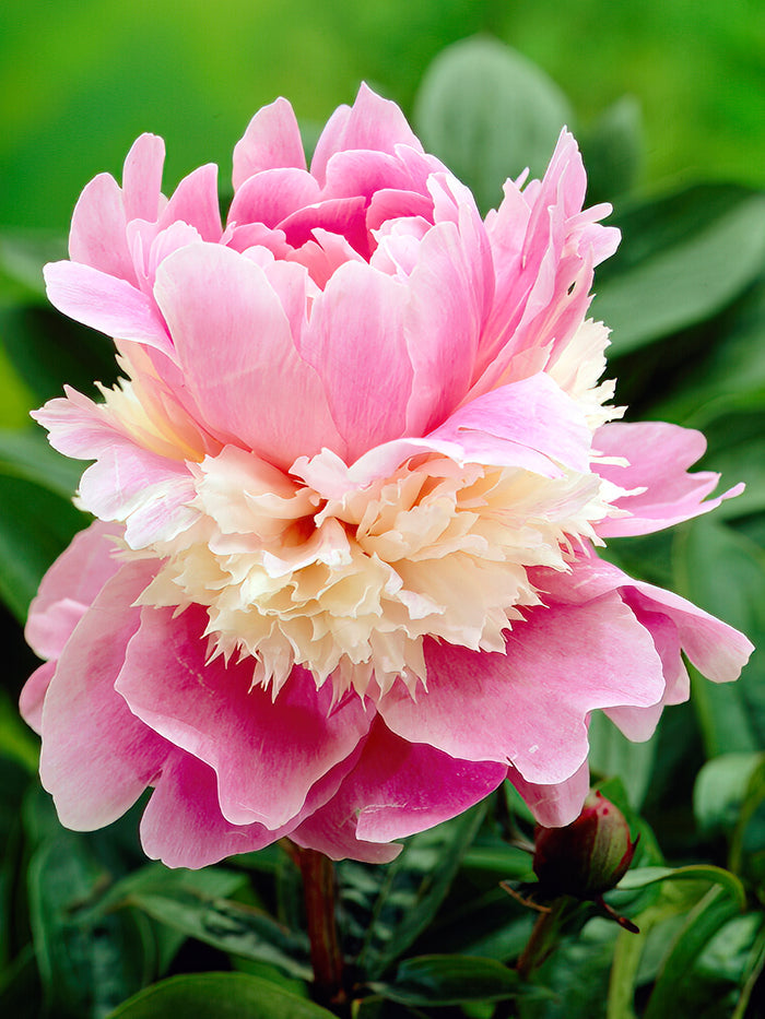 Sorbet Peony is a pink and white bicolor peony cultivar