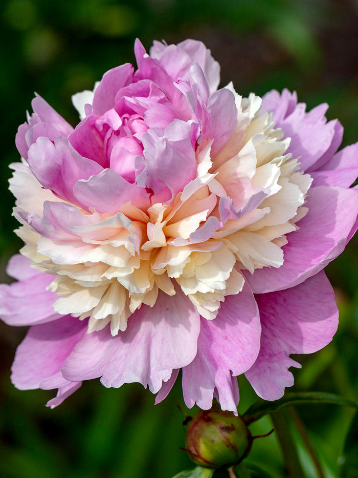 Peony Sorbet