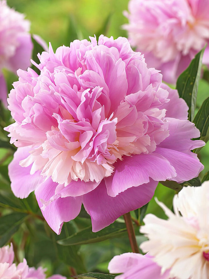 Sorbet Peony is a pink and white bicolor peony cultivar