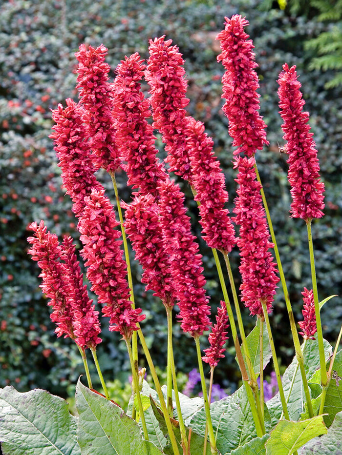 Persicaria amplexicaulis 'Fat Domino', or&nbsp;Mountain Fleeceflower