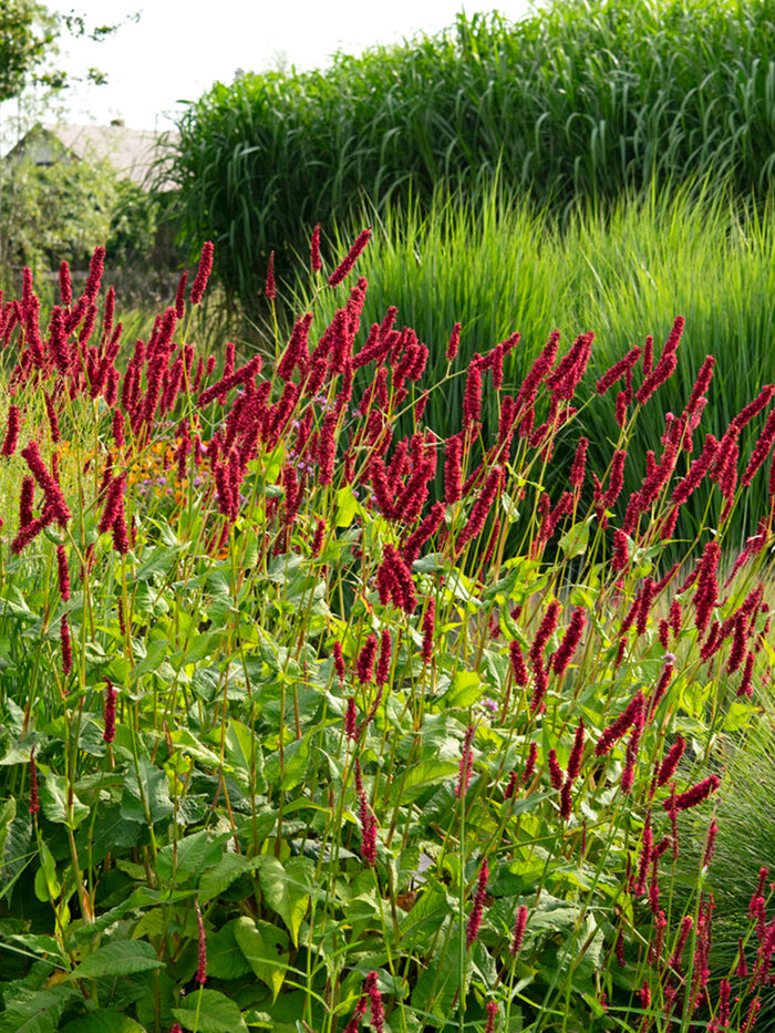 Persicaria amplexicaulis 'Fat Domino', or&nbsp;Mountain Fleeceflower
