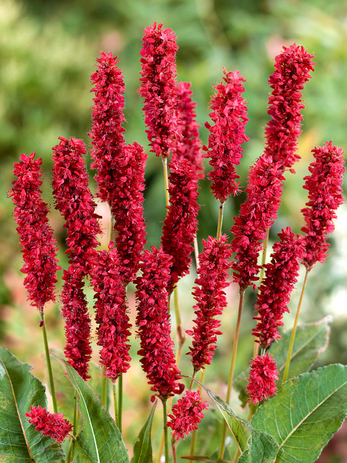 Persicaria amplexicaulis 'Fat Domino', or&nbsp;Mountain Fleeceflower