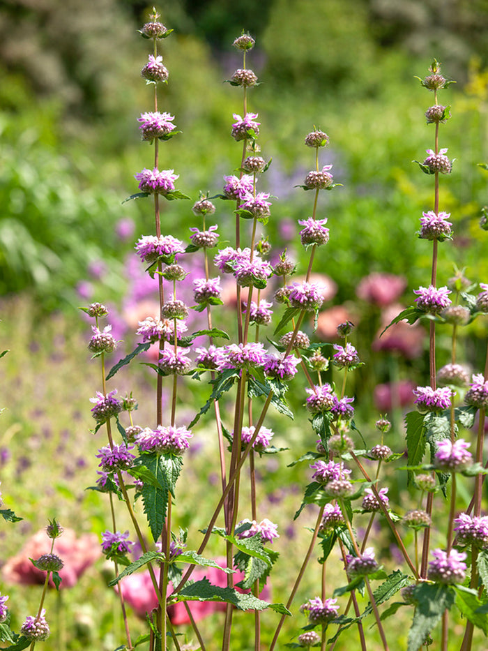 Phlomis tuberosa Bronze Flamingo (Jerusalem Sage)