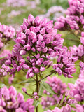 Phlox paniculata 'Butonik'