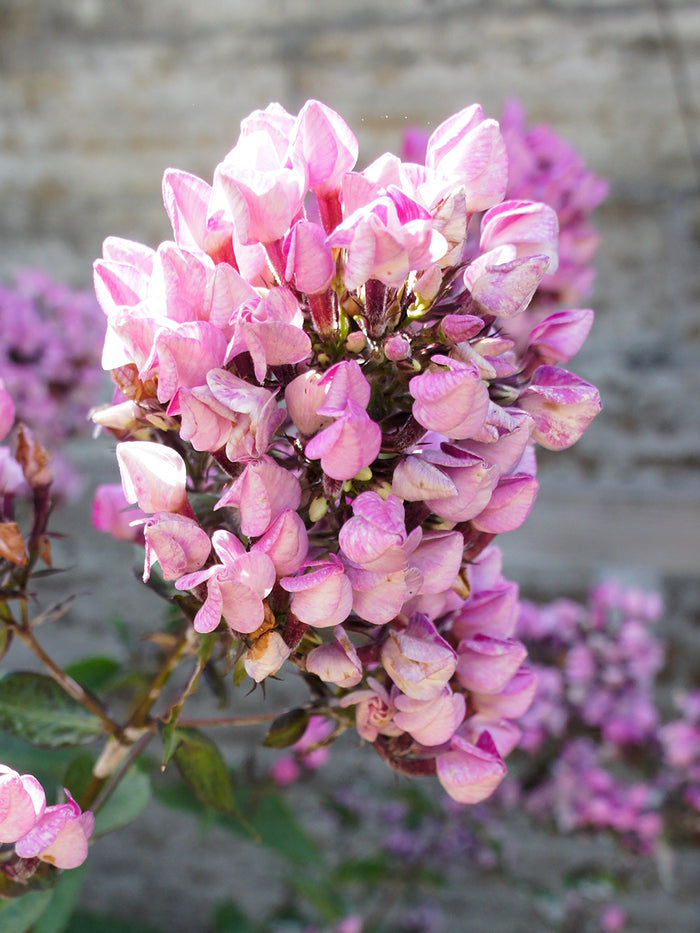 Phlox paniculata 'Butonik'