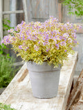 Polemonium Golden Feathers (Jacob's Ladder)