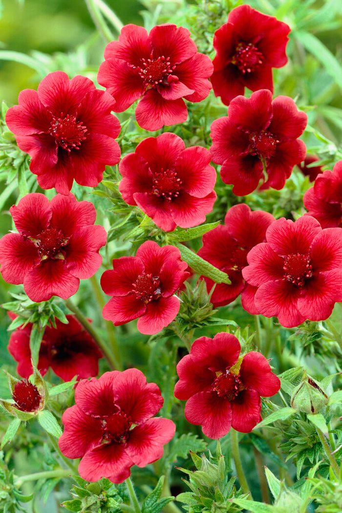 Potentilla Thurberi Monarch's Velvet  (Scarlet Cinquefoil)