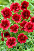 Potentilla Thurberi Monarch's Velvet  (Scarlet Cinquefoil)