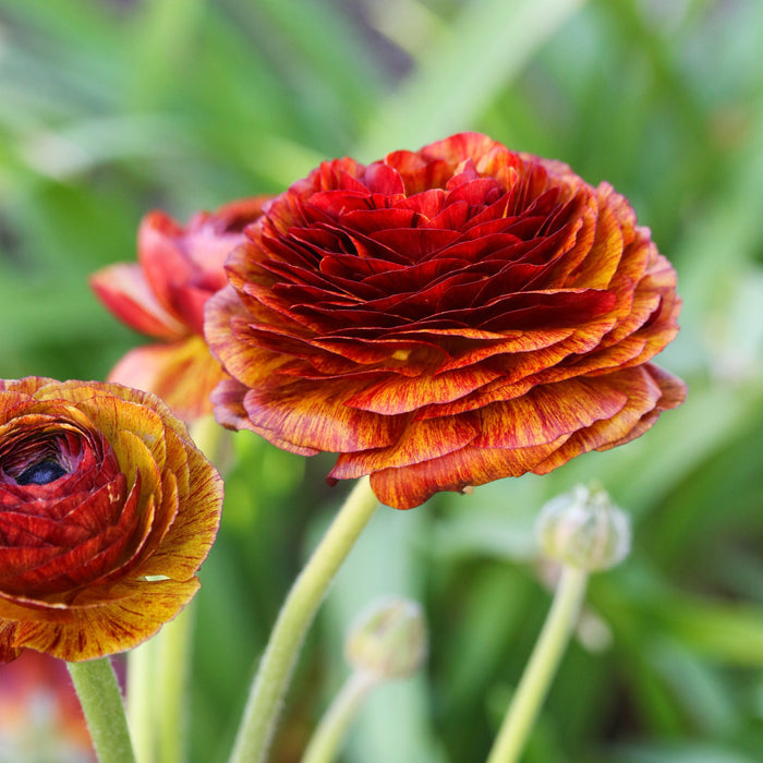 Ranunculus Cafe in the garden