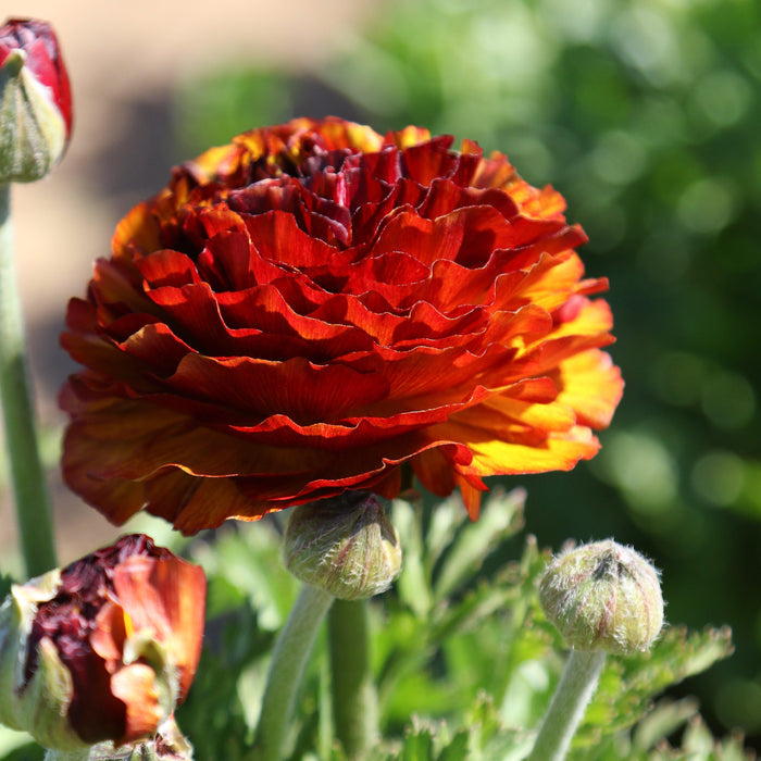 Ranunculus Café Flowers in the Sun