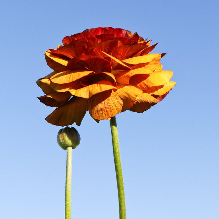 Single Ranunculus Café Flower