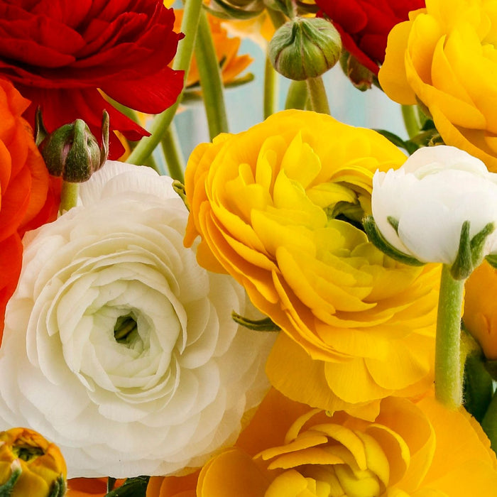 Orange, Yellow, and White Ranunculus Blooms