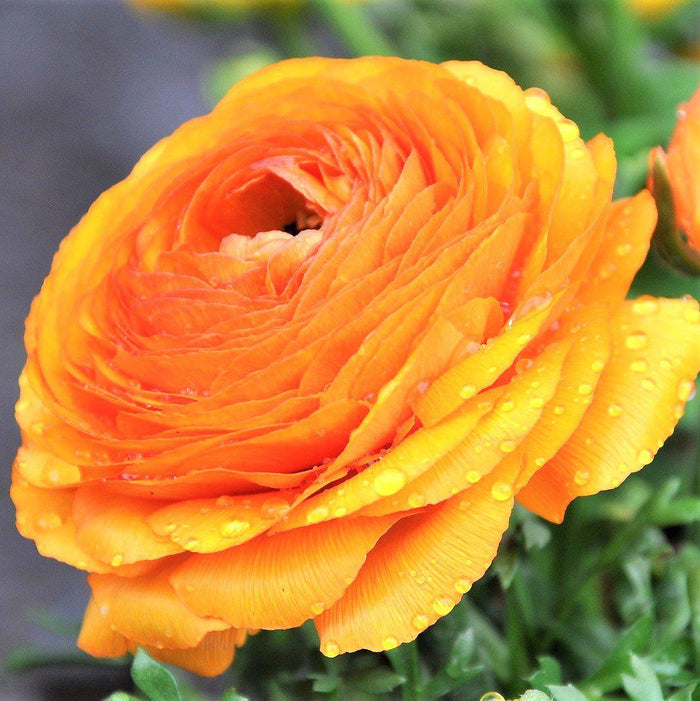 Tecolote Ranunculus Gold