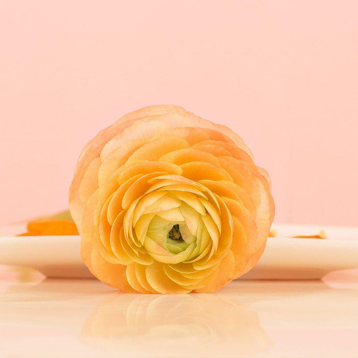 Yellow Tecolote Ranunculus Gold Flowers