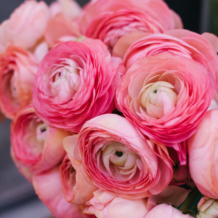 Pink Ranunculus Bouquet