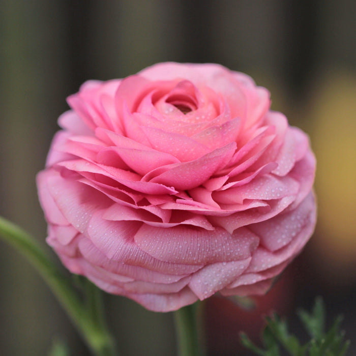 Tecolote Ranunculus Pink