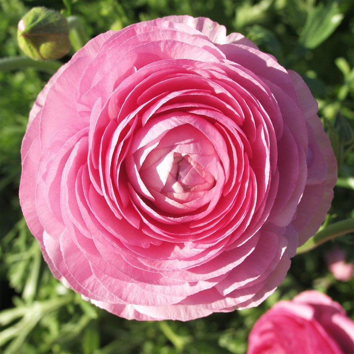 Overhead view of pink ranunculus flower