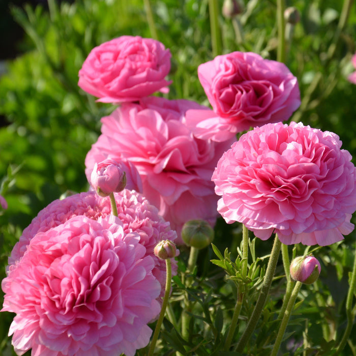 Multiple Pink Ranunculus Flowers
