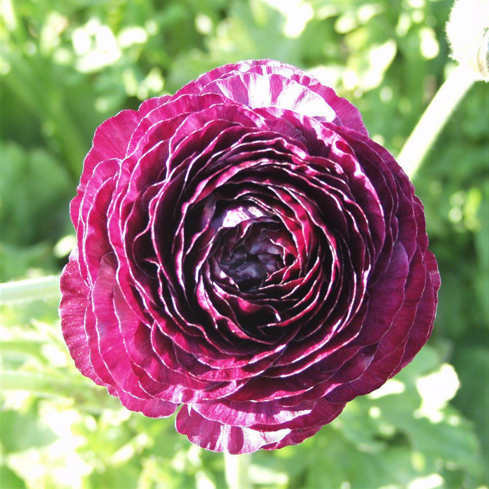 Purple Ranunculus Flower Top View