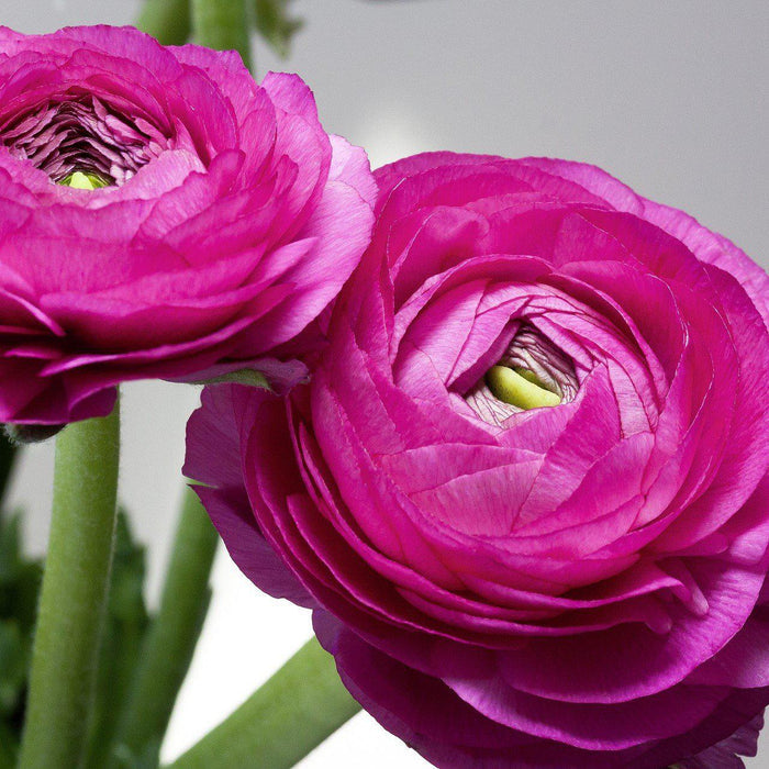 Two Purple Ranunculus Flowers