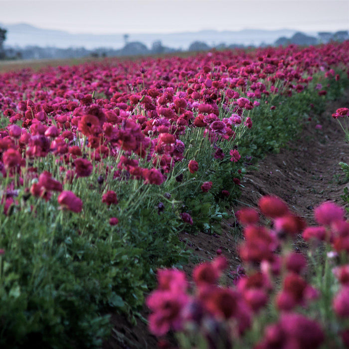 Field of Purple Ranunculus