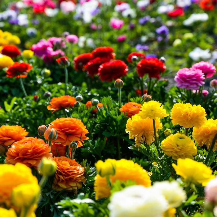 ranunculus flowers in field