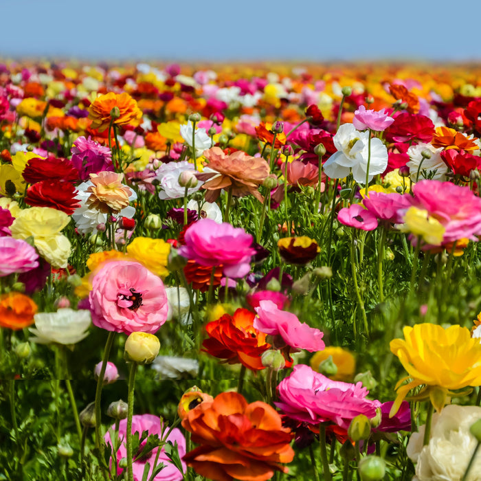 ranunculus flower fields