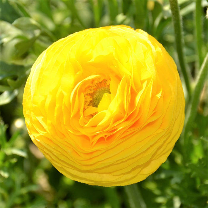 yellow ranunculus