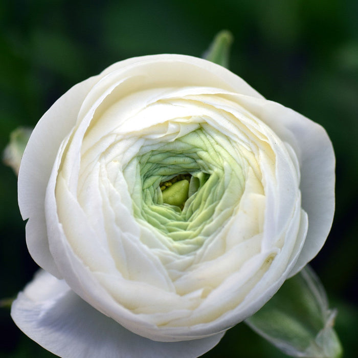 white ranunculus