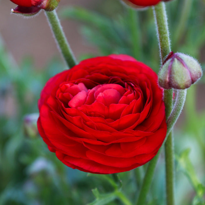 red ranunculus