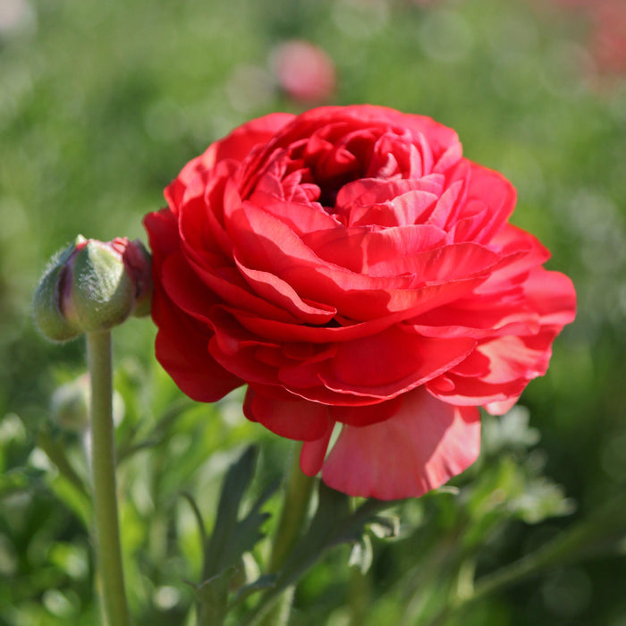 Ranunculus Rose