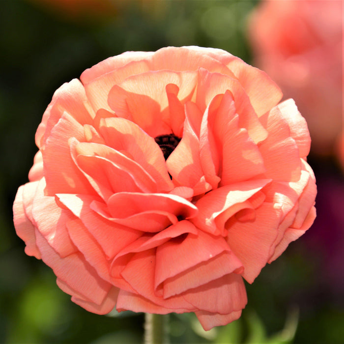 Rose Ranunculus Flower